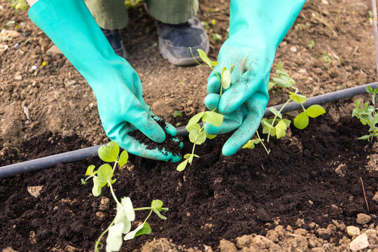 Hands planting seedlings in garden soil
