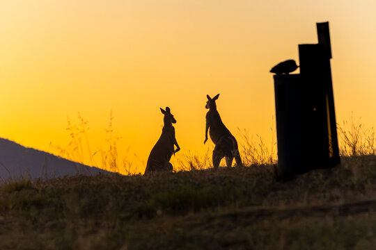 Silhouettes of kangaroos during mating season at dawn