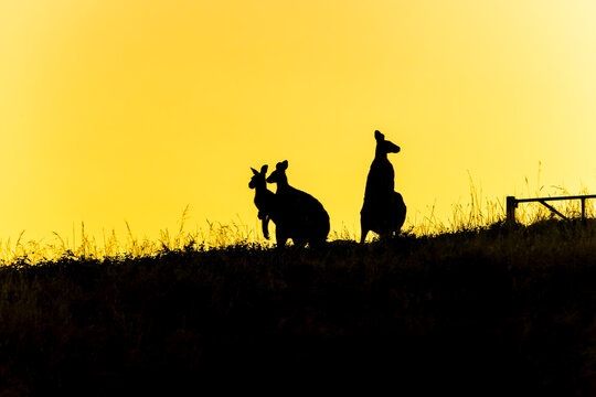 Kangaroo silhouettes at dawn during mating season