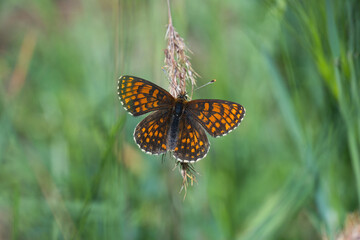 Nymphalidae / Amannisa / Heath Fritillary / Melitaea athalia