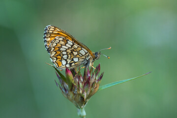 Nymphalidae / Amannisa / Heath Fritillary / Melitaea athalia