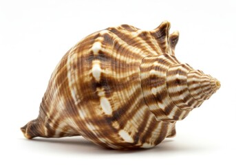 Fototapeta premium Striped seashell isolated on white background