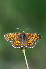 Nymphalidae / Amannisa / Heath Fritillary / Melitaea athalia