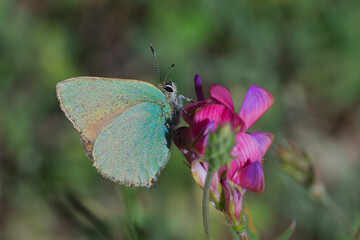 Lycaenidae / Zümrüt / Green Hairstreak / Callophrys rubi
