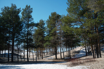 Low northern pines on a sunny day on the sea coast in spring among sand dunes in the snow
