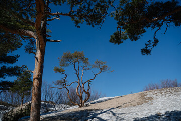 Low northern pines with crooked bent trunks from the harsh wind on a sunny day on the sea coast in spring among sand dunes in the snow