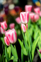 Pink tulips in the garden