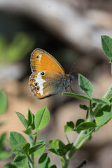 Satyridae / Funda Zıpzıp Perisi / Pearly Heath / Coenonympha arcania