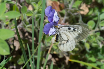 
Papilionidae / Dumanlı Apollo / Clouded Apollo / Parnassius mnemosyne