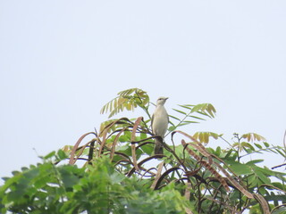 Tuban, East Java – 27 Mar 2025: Often seen perched on treetops in open areas, the Striated Grassbird feeds on insects and spiders, occasionally chirping.