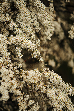 Blossoming spiraea bush with clusters of white flowers