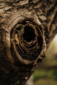 Detailed view of a tree knot in aged bark