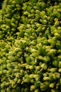 Close-up of lush green dwarf pine branches with needles