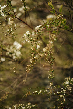 Branches of a flourishing Thunberg spirea bush