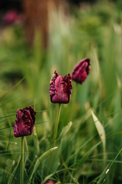 Red parrot tulips in a lush garden setting