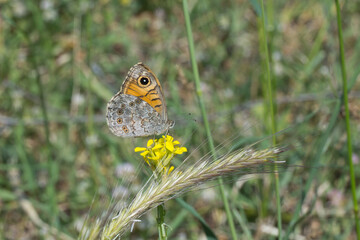 
Satyridae / Esmerboncuk / Large Wall / Lasiommata maera