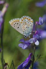 Lycaenidae / Çokgözlü Mavi / Common Blue / Polyommatus icarus