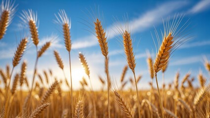 Fototapeta premium Golden wheat field under a sunny blue sky with white clouds in the background, nature.