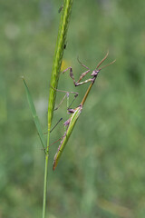 Peygamberdevesi (Mantodea)