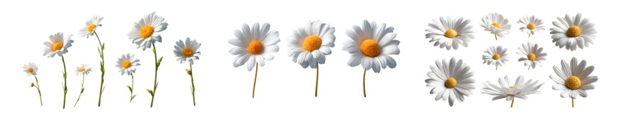 White daisies with stems on a white background.