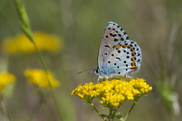  Bavius Mavisi » Rubrapterus bavius » Bavius Blue