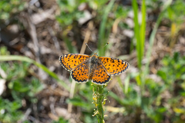 Nymphalidae / Güzel İparhan / Lesser Spotted Fritillary / Melitaea syriaca
