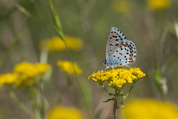  Bavius Mavisi » Rubrapterus bavius » Bavius Blue