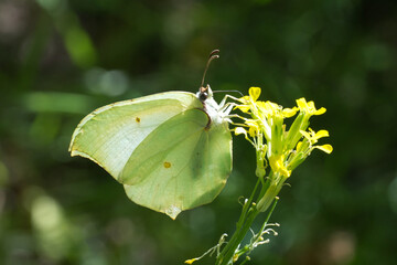 Pieridae / Orakkanat / Brimstone / Gonepteryx rhamni