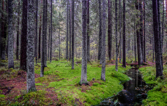 Mossy forest in autumn