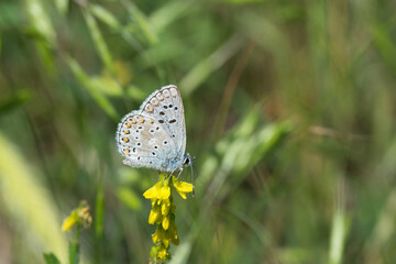 Lycaenidae / Çokgözlü Mavi / Common Blue / Polyommatus icarus