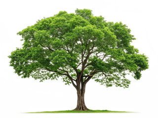 Obraz premium Peepal tree png sacred tree png Bodhi tree png Indian fig tree png Ficus religiosa png spiritual tree png transparent background image