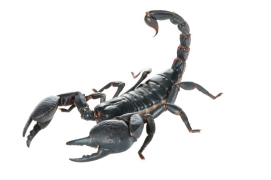 scorpion isolated on white background