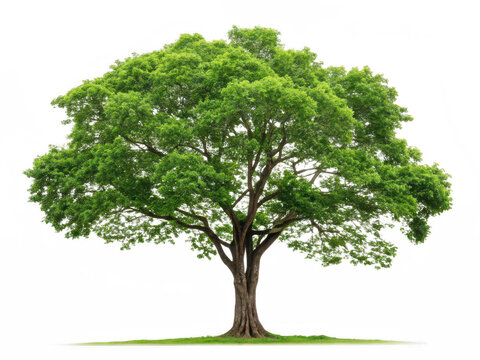 Peepal tree png sacred tree png Bodhi tree png Indian fig tree png Ficus religiosa png spiritual tree png transparent background image