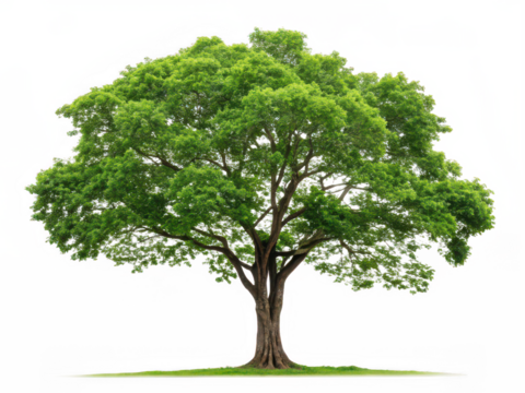 Peepal tree png sacred tree png Bodhi tree png Indian fig tree png Ficus religiosa png spiritual tree png transparent background image