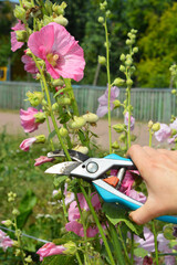 Lavatera pruning. Gardener prune Lavatera (Mallows) in the garden.