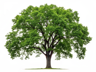 Pecan tree png nut tree png pecan plant png pecan orchard tree png tall pecan tree png hardwood tree png transparent background image
