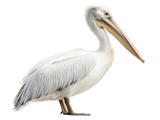 Pelican animal png large bird png water bird png coastal bird png long beak bird png flying pelican png transparent background image