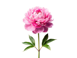 Peony png peony flower png blooming peony png garden peony png colorful flower png pink peony png transparent background image