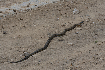snake in the sand