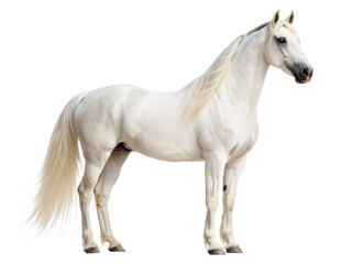 Performance horse png trained horse png show horse png trick horse png equestrian performance png dancing horse png transparent background image