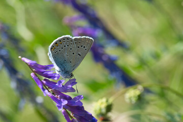 Lycaenidae / Çokgözlü Amanda / Amanda blue / Polyommatus amandus