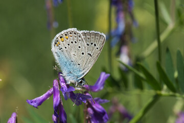 Lycaenidae / Çokgözlü Amanda / Amanda blue / Polyommatus amandus