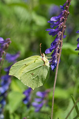 Pieridae / Orakkanat / Brimstone / Gonepteryx rhamni