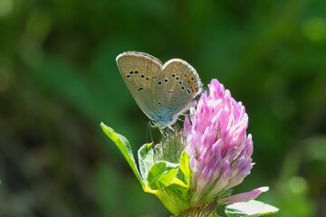 Lycaenidae / Çokgözlü Güzel Mavi / Greek Mazarine Blue / Polyommatus bellis