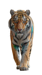 Obraz premium A frontal view of a tiger walking forward with an isolated black background in a studio setting isolated white background