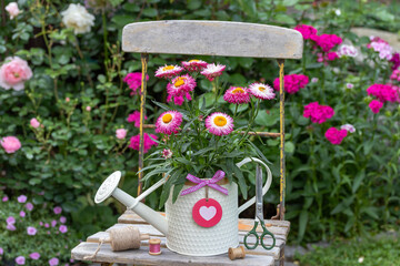 pink Strohblume (Xerochrysum bracteatum) in dekorativer Gießkanne auf einem Gartenstuhl im Sommergarten © Natalia Greeske