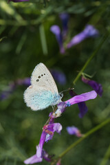 Lycaenidae / Karagözmavisi / Green-Underside Blue / Glaucopsyche alexis