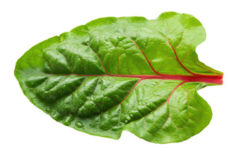 Isolated Fresh Swiss Chard Leaf Detailed Veins