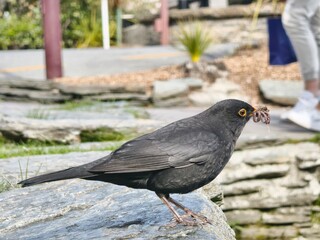 A blackbird perches on a rock in Queenstown, holding worms in its beak, with a natural background.