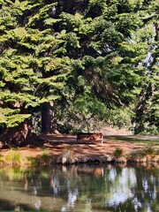 A quiet bench beneath towering evergreen trees by a peaceful pond in a serene forest park, bathed...